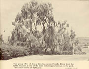 Acacia Pendula.