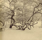 When a tree is twisted like this one in Felicita Park, it is likely to become the starting-point for a legend.
