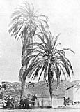Serra Palm site
