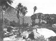 A Southern California Palm Canyon, with Washington Palms